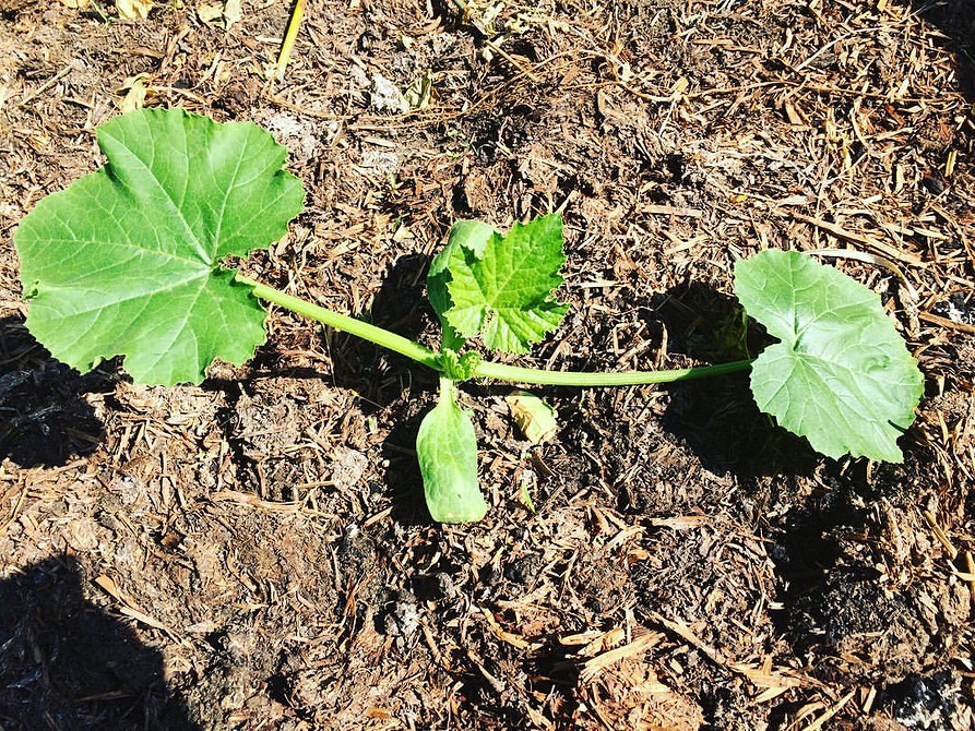 Кабачки гниють через надмірну вологість: як регулювати полив і дренаж