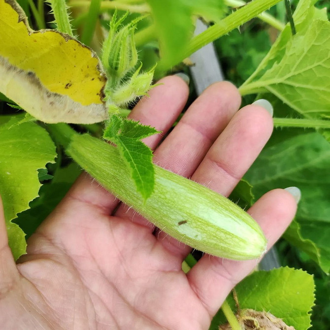 Гниття кабачків: пошкоджений плід на городі, як врятувати врожай.