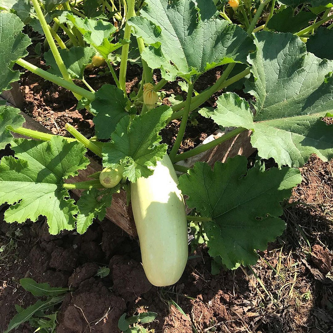 Кабачки гниють на грядці: ефективні методи боротьби з гниллю плодів