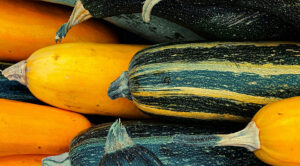 Кабачки 2026: чому гниють та як врятувати ваш урожай?