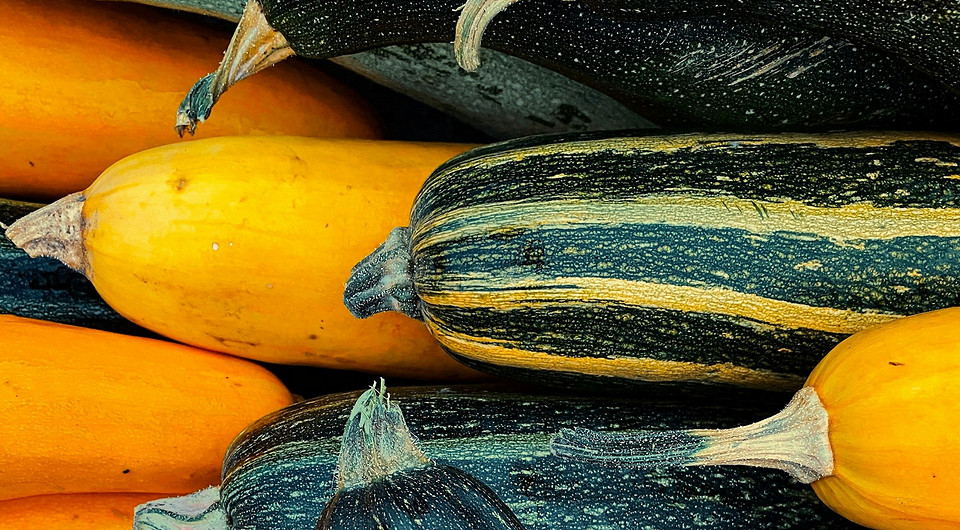 Гниття кабачків: причини та методи вирішення проблеми вирощування кабачків 2026