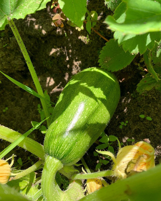 Кабачок гниє: причини, профілактика та способи вирішення проблеми у відкритому ґрунті.