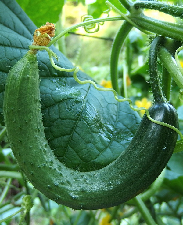 Вирощування огірків в теплиці: поради для уникнення гіркоти в урожаї 2026 року.