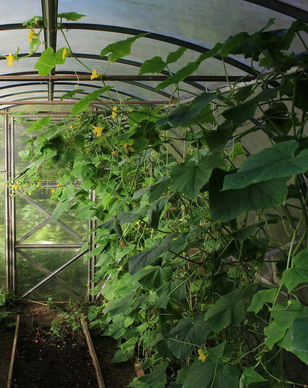 Причини гіркоти огірків: неправильний догляд та шляхи вирішення проблеми у 2026 році.