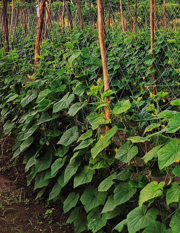 Вирощування огірків у теплиці: фактори стресу, що впливають на гіркоту плодів.