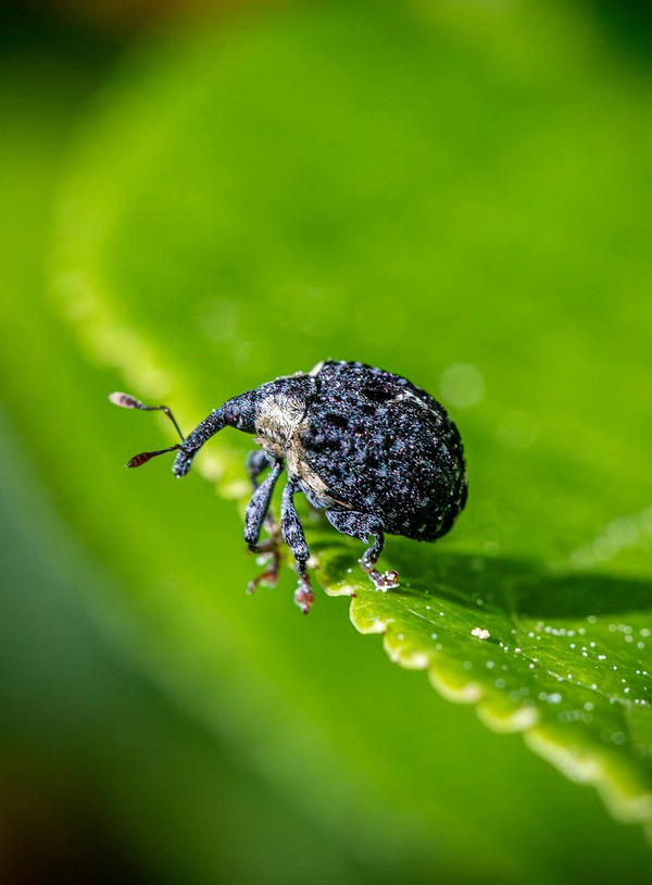 Хвороби огірків: захист рослин від хвороб, що впливають на смак плодів у 2026.