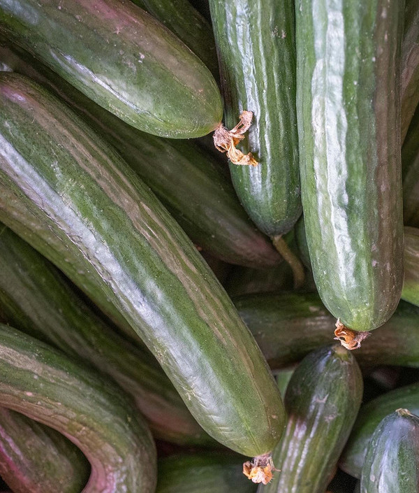 Огірки без гіркоти: огляд сортів, що не гірчать, вирощування солодкого врожаю 2026