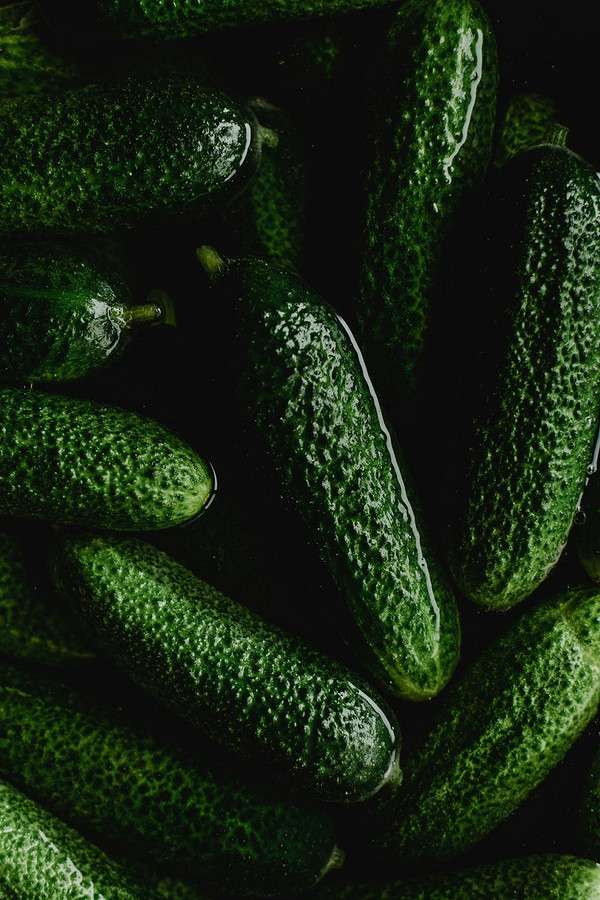 Причини гіркоти огірків та способи вирішення проблеми: секрети вирощування солодкого врожаю