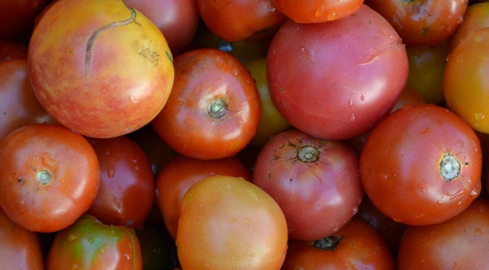 Тріскаються помідори при дозріванні: рішення для саду у 2026 році, крупний план.