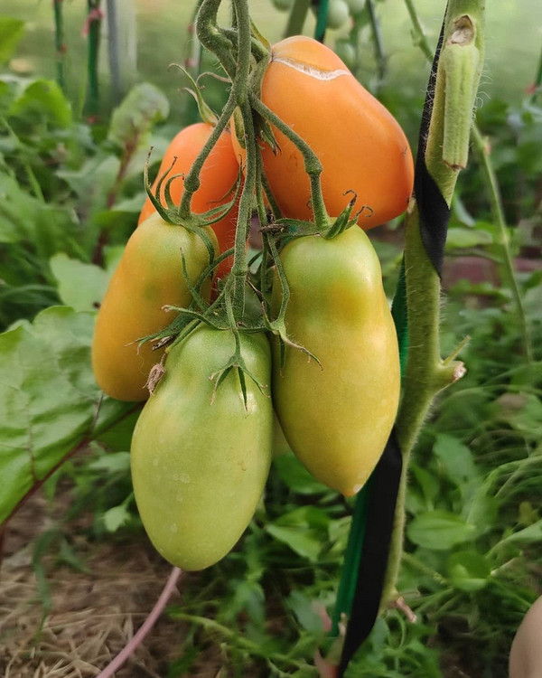 Причини розтріскування помідорів: нестабільний полив, захист від сонця та догляд за рослинами.