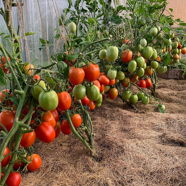 Помідори тріскаються при дозріванні: ефективні стратегії для уникнення проблеми в саду.