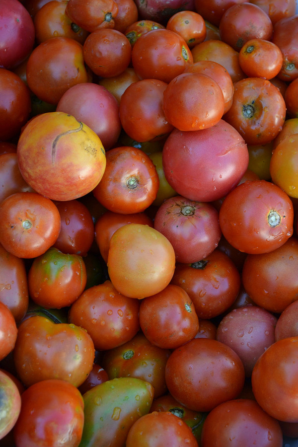 Помідори тріскаються: причини та прості способи запобігти розтріскуванню при дозріванні.