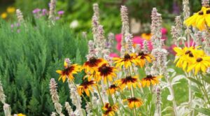 7 невибагливих багаторічників для вашого саду: квітуча краса без зайвих зусиль (2026) — невибагливі багаторічні квіти