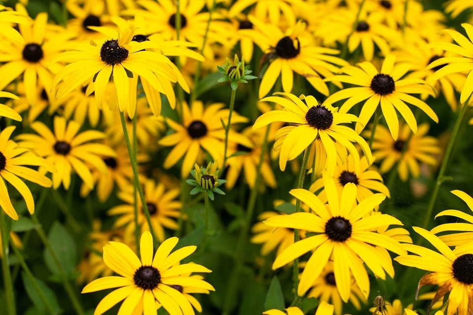 Зображення квітучих багаторічників, які не потребують особливого догляду, для краси вашого саду у 2026.