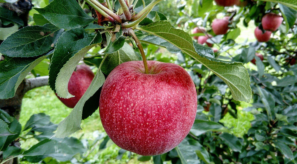 Осіння посадка яблуні: вибір саджанця, підготовка ями та посадка для гарного врожаю.