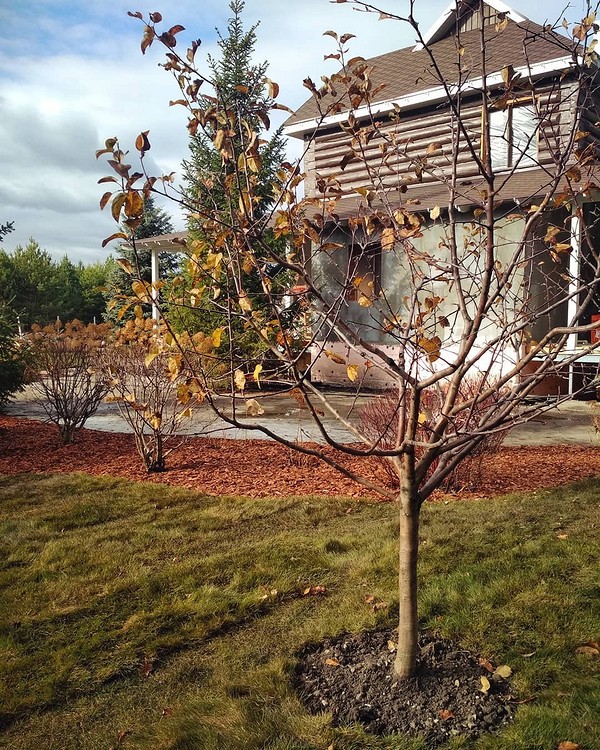 Саджанець яблуні восени: підготовка до посадки, захист від гризунів та морозів для виживання.