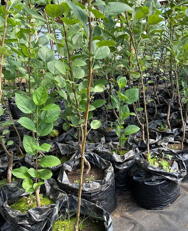 Осіння посадка яблунь: правильна підготовка ґрунту та догляд за саджанцями в Україні