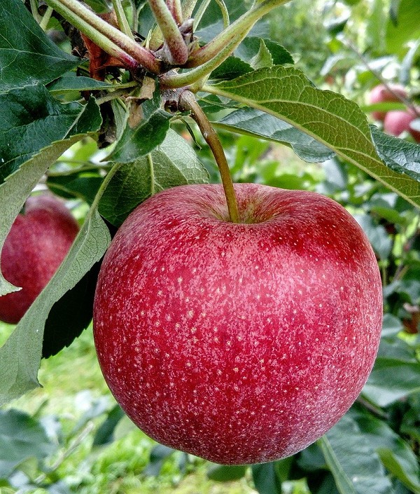 Посадка яблуні восени: саджанець в ямі, підготовка до зими, догляд після посадки.