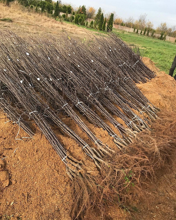 Вибір саджанця яблуні для осінньої посадки 2026: здорові гілки та коріння