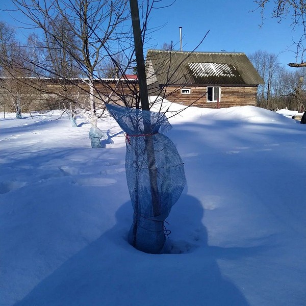 Добрива для яблунь восени 2026: як забезпечити саджанці необхідними поживними речовинами.