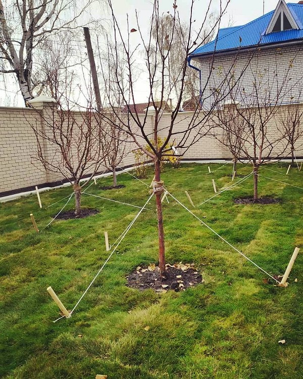 Осіння посадка яблунь: важливість правильного дренажу для запобігання гниття коренів.