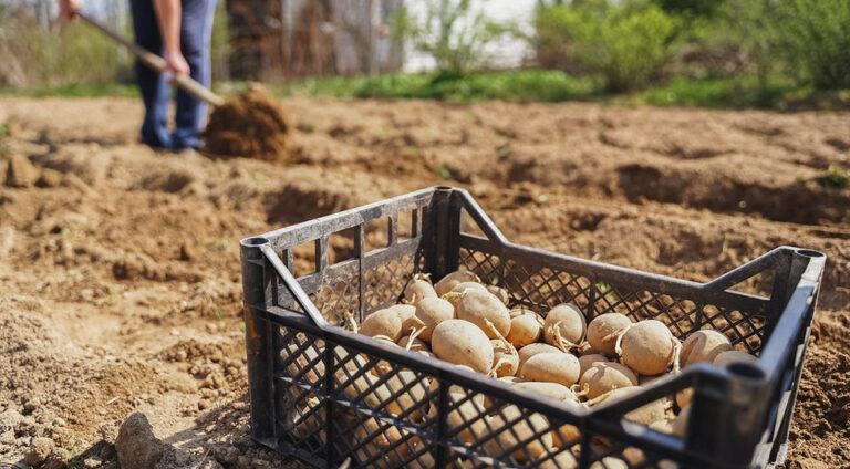 Як правильно посадити картоплю у квітні 2026 року: поради для багатого врожаю. — Коли садити картоплю 2026