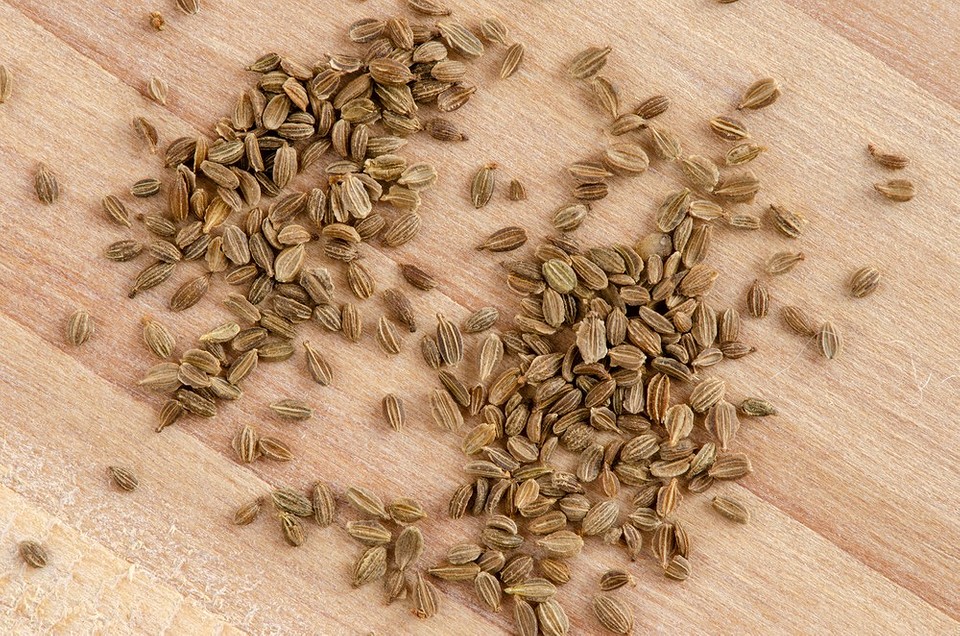 Ранні сорти моркви для отримання врожаю у 2026 році: огляд