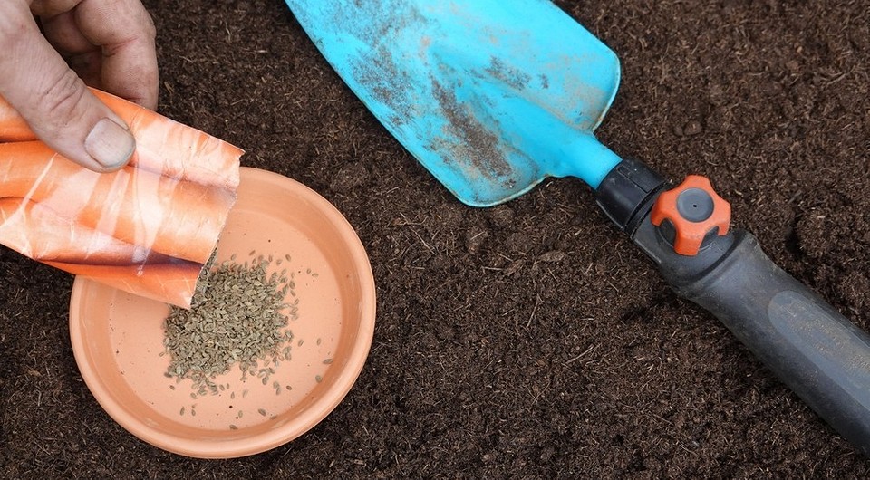 Квітнева посадка моркви 2026: процес посіву насіння у відкритий грунт