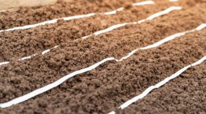 Посів моркви на туалетному папері: простий спосіб заощадити час у 2026 році. — Посів моркви на туалетному папері 2026