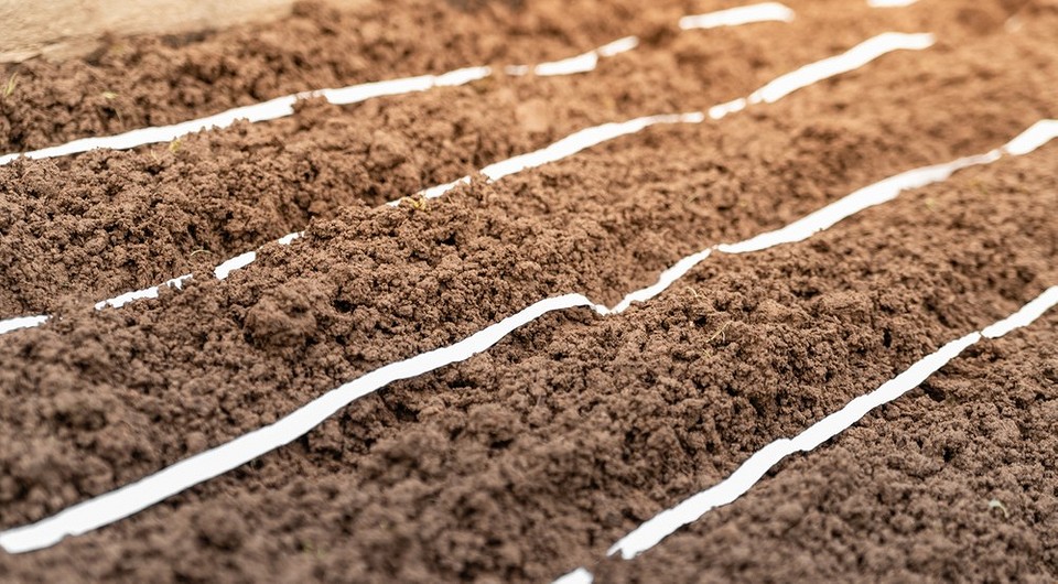 Посів моркви на туалетному папері: простий спосіб для економії часу на городі 2026