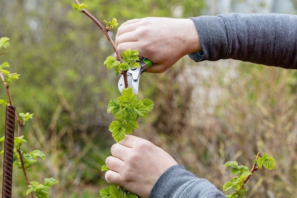 Підготовка грядок до зими: перекопування та внесення добрив в жовтні.