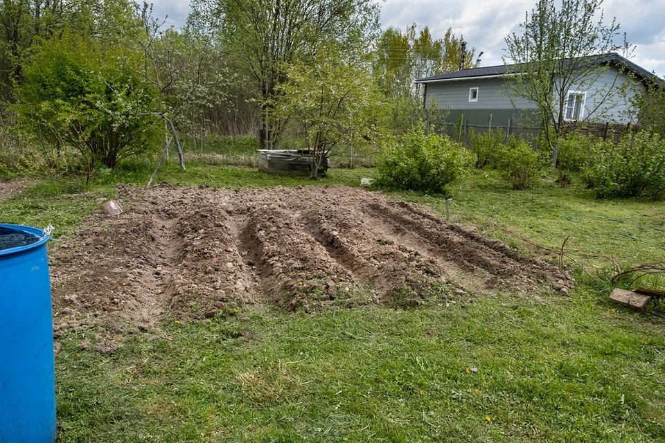 Посадка озимих культур восени: час садити часник та інші культури.