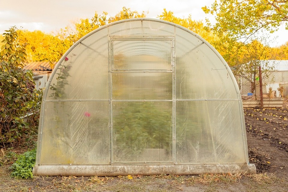 Захист саду від шкідників та хвороб: обробка дерев восени 2026.