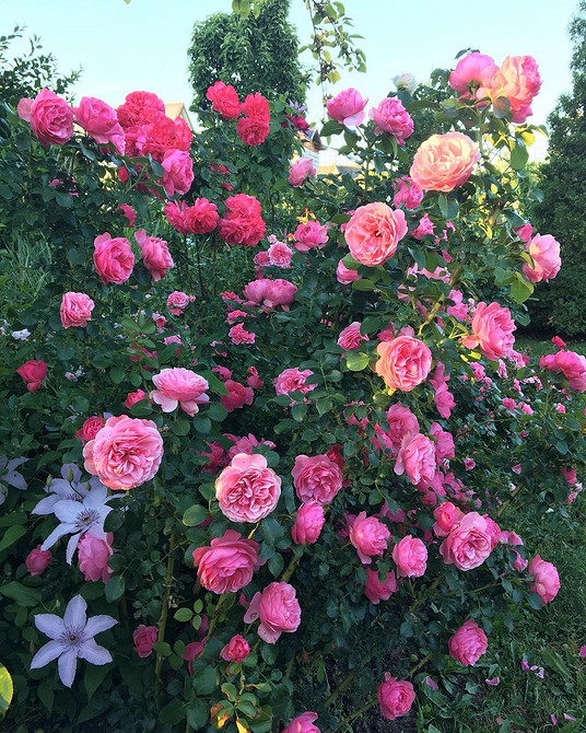 Квітучі троянди флорибунда різних кольорів: ідеальний вибір для саду в півтіні