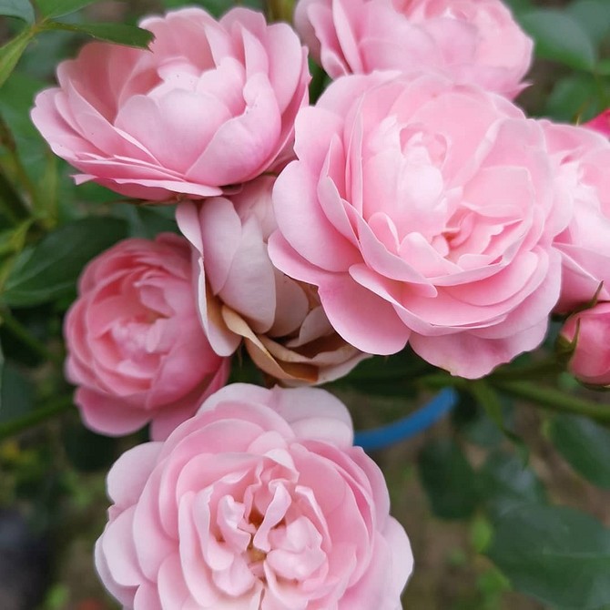 Найкращі сорти троянд флорибунда для українського клімату: огляд та рекомендації