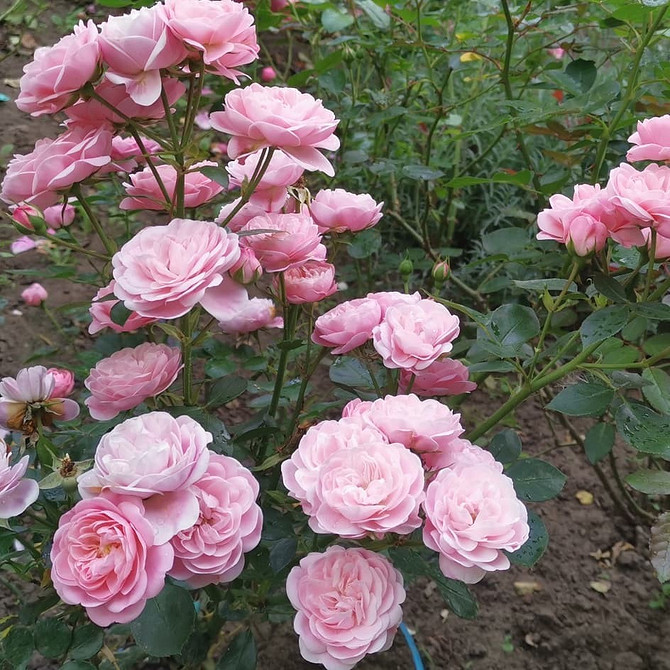 Троянди флорибунда в ландшафтному дизайні: ідеї для створення красивого саду