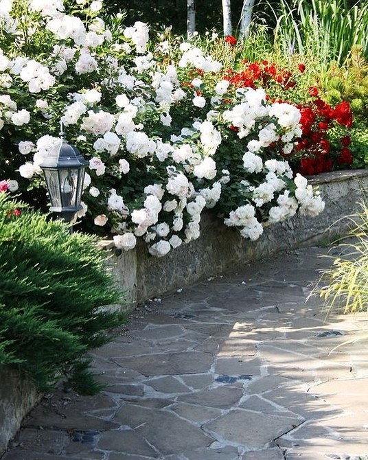 Букет з троянд флорибунда, свіжі та ароматні квіти для декору дому.