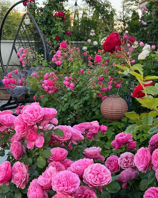 Пишне цвітіння троянд флорибунда в ландшафтному дизайні, що створює чудовий квітковий сад.