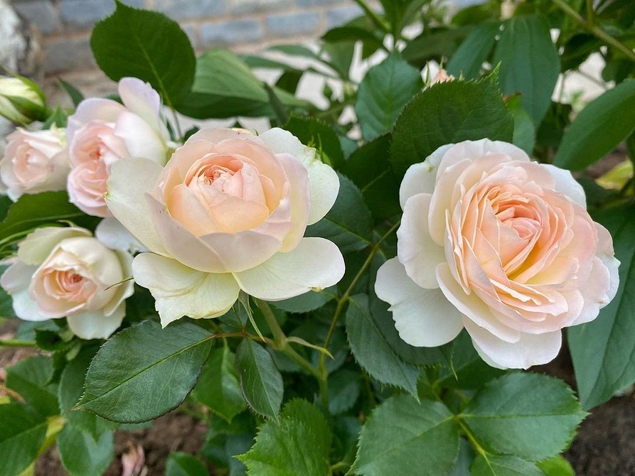 Догляд за трояндами флорибунда: обрізка, полив, підживлення для рясного цвітіння.