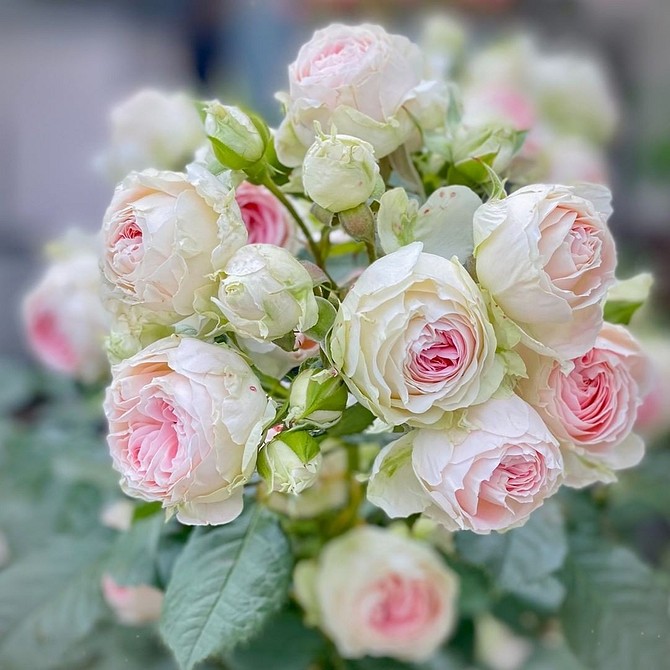 Двоколірні троянди флорибунда – чудовий вибір для невеликого саду в 2026 році.