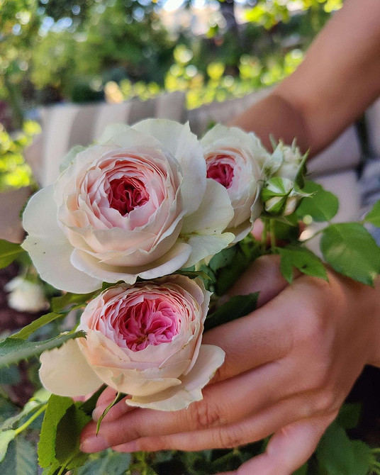 Саджанець троянди флорибунда: підготовка до посадки та вибір місця, троянди для півтіні.
