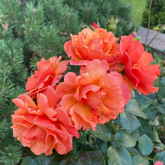 Саджанець троянди флорибунда, підготовка до посадки у відкритий грунт весною 2026.