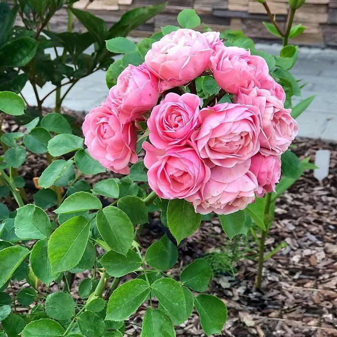 Квітка троянди флорибунда з краплями роси: ніжність та краса, сорти троянд.