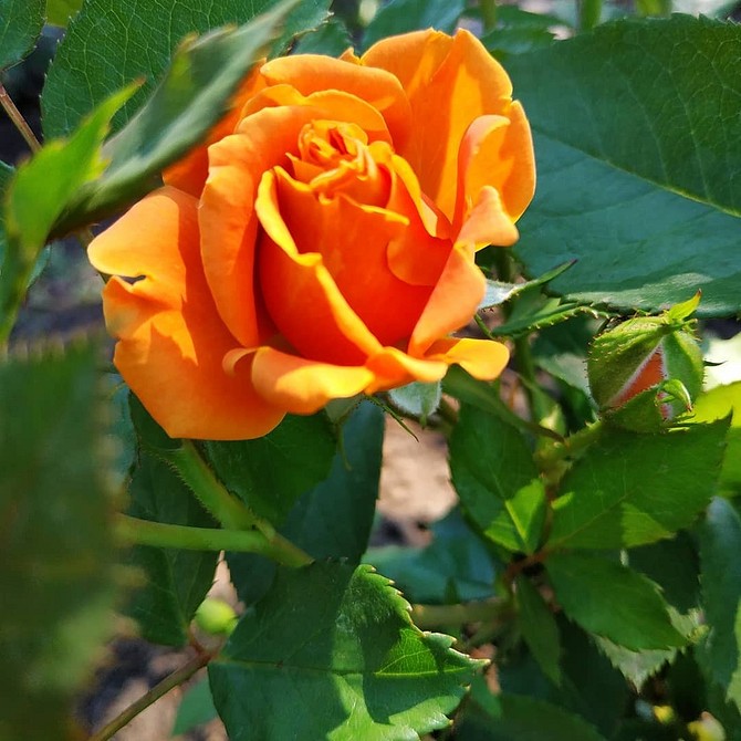 Троянди флорибунда як прикраса маленького саду: поради щодо вибору сортів у 2026.