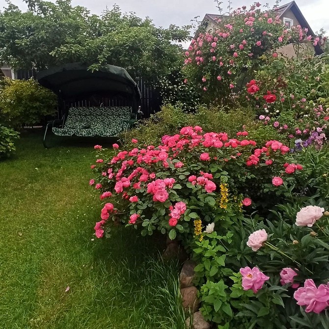 Компактні кущі троянд флорибунда, ідеальні для вирощування в контейнерах на балконі.