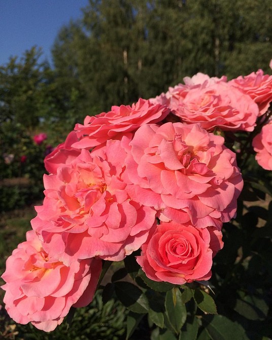 Різноманіття сортів троянд флорибунда: оберіть свій улюблений колір та аромат