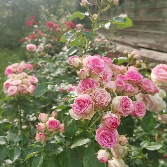 Троянди флорибунда різних сортів висаджені в ряд, створення квіткової огорожі.