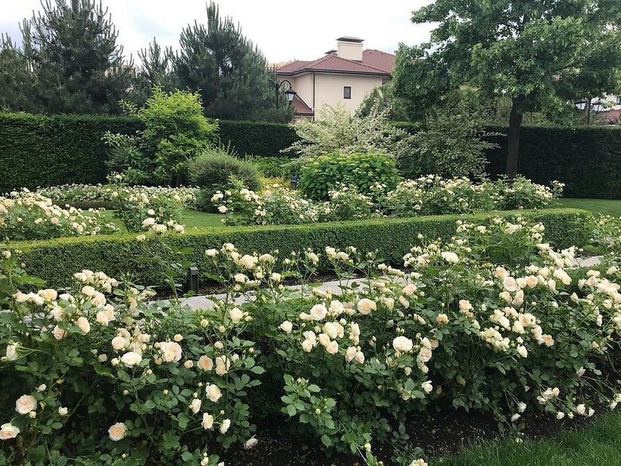 Фотографія квітучих троянд флорибунда з різноманітними відтінками для натхнення у вашому саду.