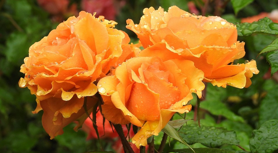 Квітуча троянда флорибунда, пишне цвітіння, ідеальний вибір для вашого саду у 2026 році