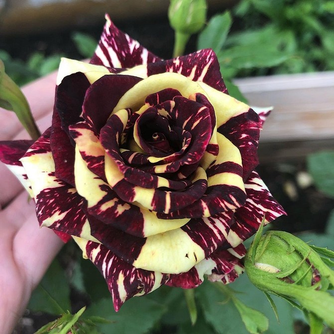 Троянди флорибунда – ідеальні квіти для створення красивих клумб у вашому саду 2026.